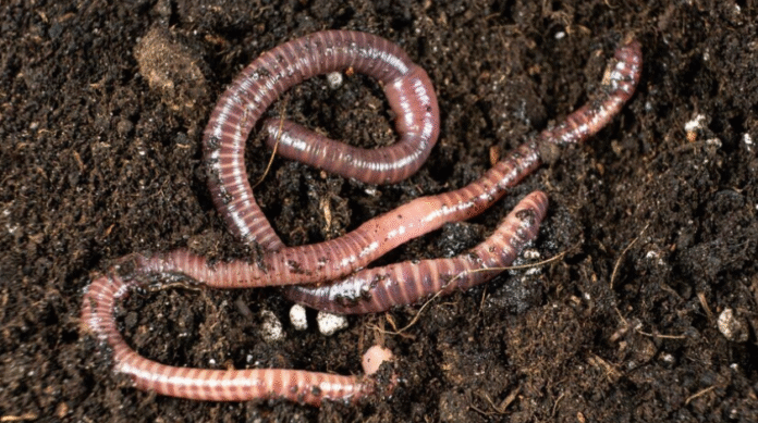 Are There 1000 Asian Jumping Worms in Pataskala